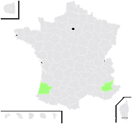 Heliotropium amplexicaule Vahl - carte de répartition