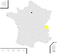 Rosa ×buseri Rouy - carte de répartition