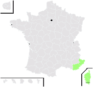 Myosotis senneniana Maire - carte de répartition