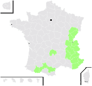 Myosotis decumbens Host - carte de répartition