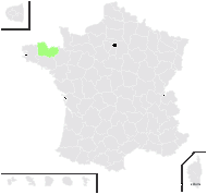 Salicornia ×hyb. (sans nom 3)  - carte de répartition