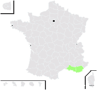 Taraxacum autumnale Castagne - carte de répartition