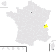 Taraxacum saasense Soest - carte de répartition
