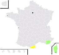 Trifolium vesiculosum Savi - carte de répartition