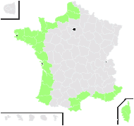 Crithmum canariense Cav. - carte de répartition