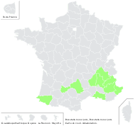Biscutella glareosa Jord. - carte de répartition