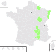 Biscutella coronopifolia sensu Boreau - carte de répartition