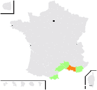 Brassica tournefortii Gouan - carte de répartition