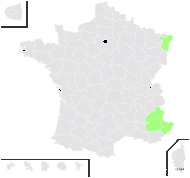 Daucus mauritanicus L. - carte de répartition