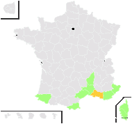 Daucus maritimus Lam. - carte de répartition