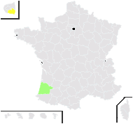 Lepidium bonariense L. - carte de répartition