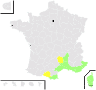 Foeniculum divaricatum sensu auct. - carte de répartition