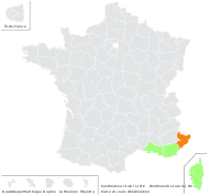 Kundmannia sicula (L.) DC. - carte de répartition