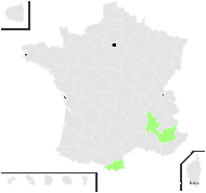 Cerastium arvense subsp. strictum var. molle (Vill.) B.Bock - carte de répartition