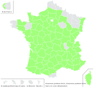 Cerastium pumilum Curtis - carte de répartition