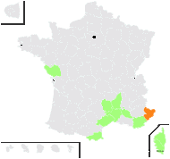 Illecebrum cymosum L. - carte de répartition