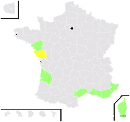 Spergularia maritima Hill - carte de répartition