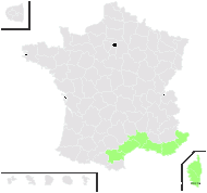 Arthrocnemum macrostachyum Moris - carte de répartition