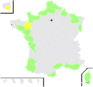 Chenopodium chenopodioides (L.) Aellen - carte de répartition