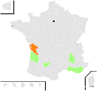 Chenopodium giganteum D.Don - carte de répartition