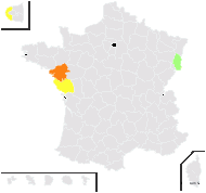 Chenopodium hircinum Schrad. - carte de répartition