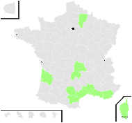 Chenopodium multifidum L. - carte de répartition