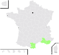 Convolvulus lanuginosus var. argenteus Choisy - carte de répartition