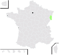Sedum orientale Boiss. - carte de répartition