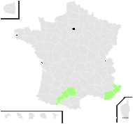 Succisa pentaphylla Moench - carte de répartition