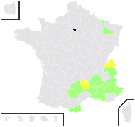 Knautia collina Jord. - carte de répartition