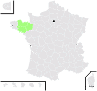 Selinum broteri Hoffmanns. & Link - carte de répartition