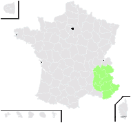 Seseli bienne subsp. carvifolium (Vill.) Rouy & E.G.Camus - carte de répartition