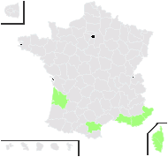 Bellis annua L. - carte de répartition