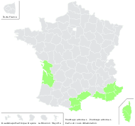 Medicago arborea L. - carte de répartition