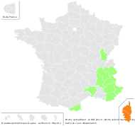 Orchis spitzelii Saut. ex W.D.J.Koch - carte de répartition