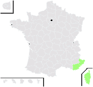 Teucrium marum L. - carte de répartition