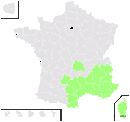 Melilotus spicatus (Sm.) Breistr. - carte de répartition