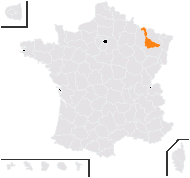 Leonurus sibiricus L. - carte de répartition