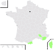 Trifolium diffusum Ehrh. - carte de répartition