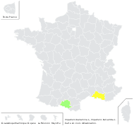 Impatiens balsamina L. - carte de répartition