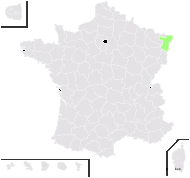 Anthemis ruthenica M.Bieb. - carte de répartition