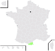 Hieracium laniferum Cav. - carte de répartition