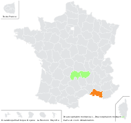 Dracocephalum moldavica L. - carte de répartition