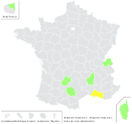 Origanum majorana L. - carte de répartition