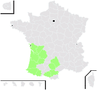 Magnolia grandiflora L. - carte de répartition