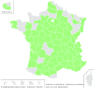 Ambrosia artemisiifolia L. - carte de répartition