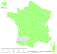 Epilobium angustifolium L. - carte de répartition