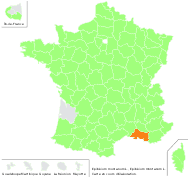 Epilobium montanum L. - carte de répartition