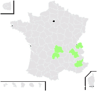 Orobanche flava Mart. ex F.W.Schultz - carte de répartition