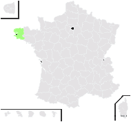 Orobanche minor var. maritima (Pugsley) Rumsey & Jury - carte de répartition